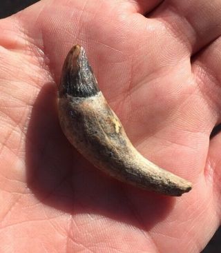 Very Rare Fossil Mammal Tooth Miocene Shark Tooth Hill Bakersfield Undescribed