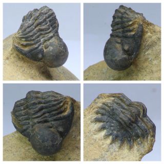 R281 - Rare 1.  33  Eccoptochile Sp Middle Ordovician Trilobite Taddrist Fm