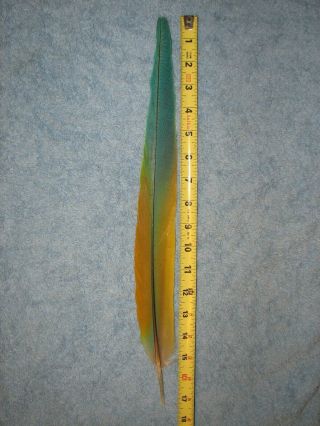 Single Rare Buffon Macaw Tail Feather,  Pow Wow,  Salmon Fly Tying,  Crafts,  Macaw