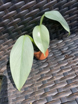 Philodendron Hastatum Silver Sword Rooted 2” Rare Aroid Climbing Plant Narrow