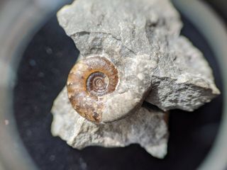 Rare Worthoceras Heteromorph Ammonite Fossil,  Cretaceous Utah