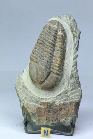 R341 - Top Rare Huge 3.  42  Conocoryphe Sp Early Cambrian Trilobite