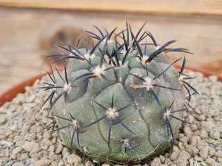 Copiapoa Cinerea Kk77 Rare Type On Roots Pot 8 Cm Cactus