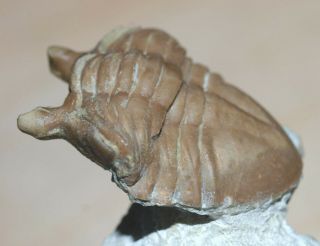 Rare Periscope Eyed Ordovician Asaphid Trilobite - Asaphus Intermedius