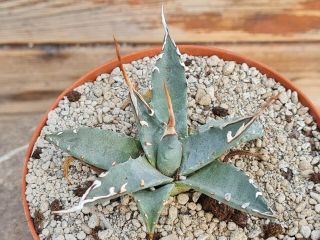 Agave Utahensis Long White Spines Rare Type On Roots Pot 10 Cm Cactus