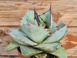 agave titanota black ice RARE type on roots pot 12 cm cactus 2
