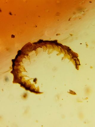 Uncommon Unknown Worm Burmite Myanmar Burmese Amber Insect Fossil Dinosaur Age