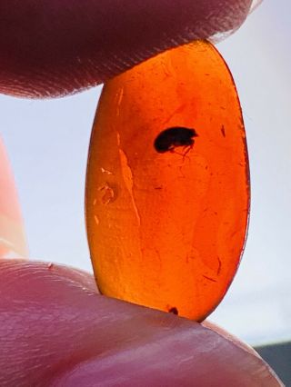 Beetle In Red Blood Amber Burmite Myanmar Burma Amber Insect Fossil Dinosaur Age