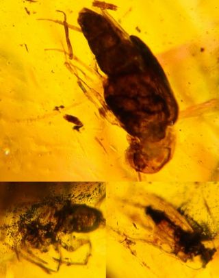 Beetle&spider&unknown Fly Burmite Myanmar Burma Amber Insect Fossil Dinosaur Age