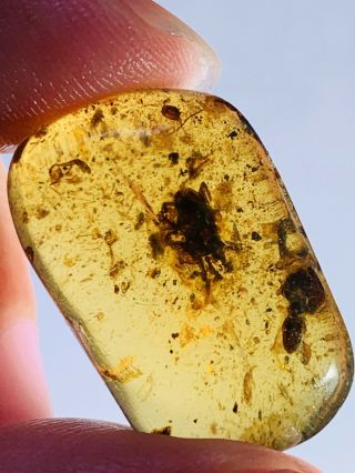 2.  13g Ixodoidea Tick Burmite Myanmar Burmese Amber Insect Fossil Dinosaur Age