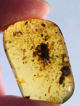 2.  13g Ixodoidea tick Burmite Myanmar Burmese Amber insect fossil dinosaur age 2