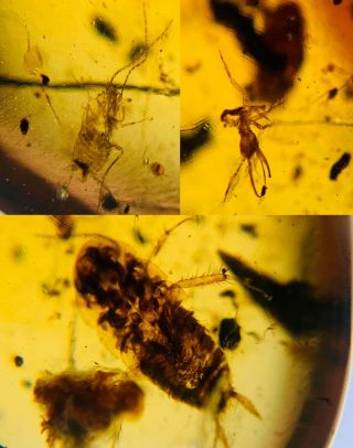 Neuroptera Larva&2 Roach Burmite Myanmar Burma Amber Insect Fossil Dinosaur Age