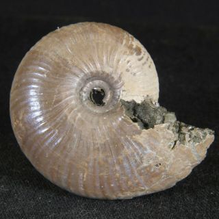 3.  7cm/1.  5in Nacre Pyrite Ammonite Funiferites Jurassic Callovian Russian Fossils
