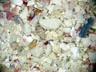 Holocene Shell Sand Foraminifera Ostracods Fury Shoals Egypt Red Sea Microfossil