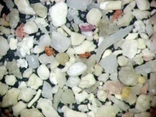 Holocene shell sand foraminifera ostracods Fury Shoals Egypt Red Sea microfossil 3