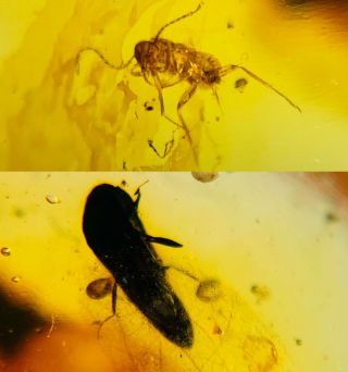 Roach Larva&beetle Burmite Myanmar Burma Amber Insect Fossil Dinosaur Age