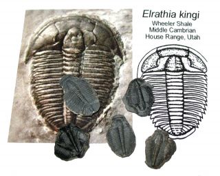 Cambrian Elrathia Kingi Trilobite Fossil Wheeler Shale Utah Matrix Specimen