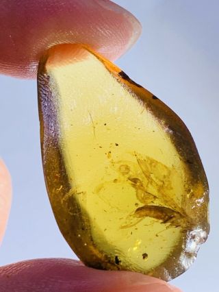 2.  55g unknown big fly Burmite Myanmar Burmese Amber insect fossil dinosaur age 3