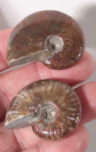 Madagascar Iridescent Fossil Ammonite Display 1.  1 Oz.  Specimen Pair