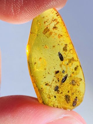 1.  05g 3 Coleoptera Beetle Burmite Myanmar Burma Amber Insect Fossil Dinosaur Age