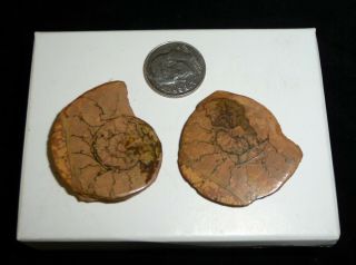 Ammonite Fossil Pairs 12 Grams