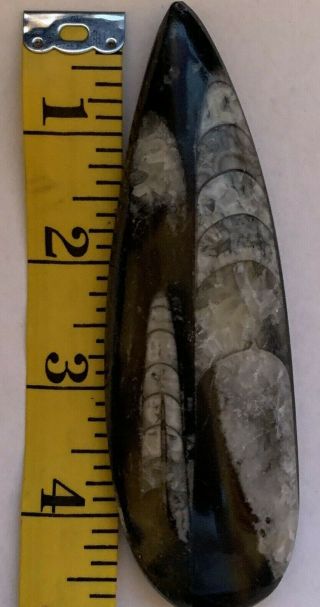 Orthoceras Fossil 4.  5 Inches From Morocco