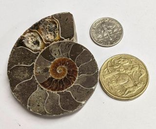 120 Million Year Old 53mm Fossil Ammonite From Madagascar (b37)