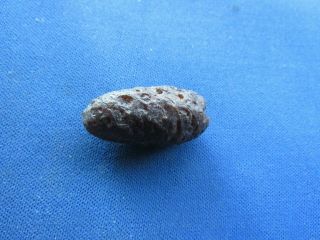 Vintage Fossilized Fossil Pine Cone,  Seeds And Seed Holes