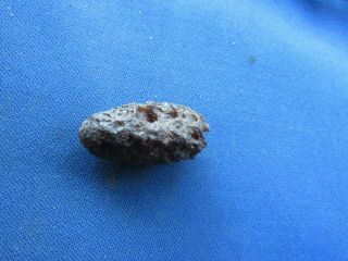 VINTAGE FOSSILIZED FOSSIL PINE CONE,  SEEDS AND SEED HOLES 2
