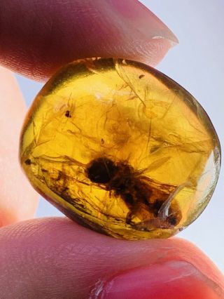 2.  77g Unknown Big Fly Burmite Myanmar Burmese Amber Insect Fossil Dinosaur Age