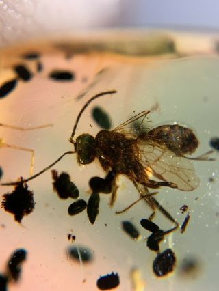 Wasp Bee&bug Feces Burmite Myanmar Burmese Amber Insect Fossil Dinosaur Age