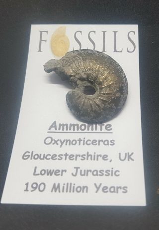 Pocket Money Fossils.  Pyrite Ammonite Fossil