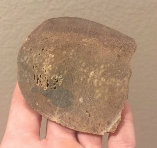 Utah Fossil Dinosaur Bone Slab Jurassic 2.  5” Polished Fossil 1.  7 Oz