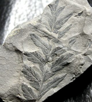 310 Million Years Ago Carboniferous Fossil Fern - Mariopteris Muricata