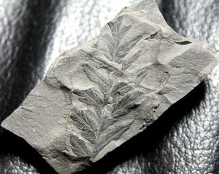 310 million years ago Carboniferous fossil fern - Mariopteris muricata 2