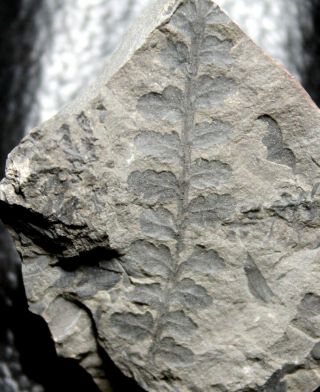 310 Million Years Ago Carboniferous Fossil Fern - Sphenopteris Baeumleri