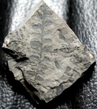 310 million years ago Carboniferous fossil fern - Sphenopteris baeumleri 2