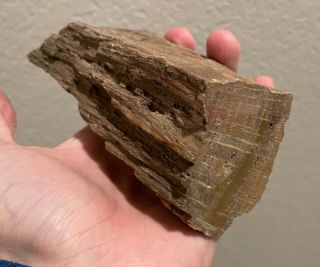 Texas Fossil Petrified Wood With Cut And Polished End 1lb 8 Oz Plant Tree