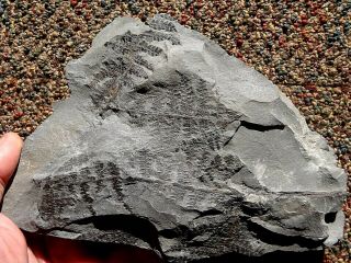 Fern Fossil,  Lygenopteris Hoeninghausi,  Pennsylvaniann Age 300 Million Years Old