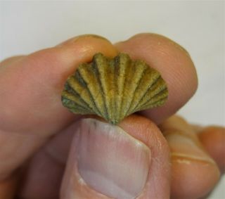 Brachiopods - Mississippian Period - Reticularina Spinosa - Rs7