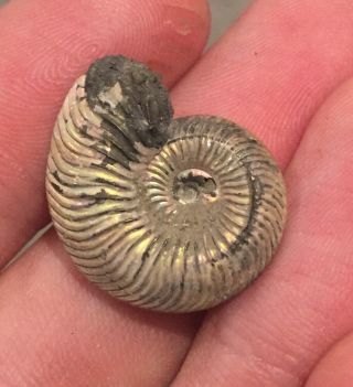 Russia Fossil Ammonite Quenstedtoceras Sp.  Jurassic Russian Fossil
