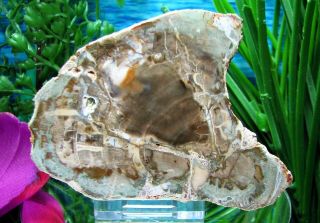 Petrified Wood Complete Round Slab W/bark Strikingly Detailed - Green Delta