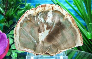 Petrified Wood Complete Round Slab W/bark Emerald - Green Sunrise W/sable