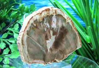 Petrified Wood COMPLETE ROUND Slab w/Bark EMERALD - GREEN SUNRISE w/SABLE 3