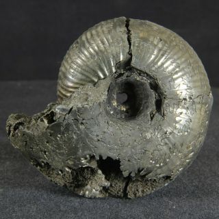 4.  6cm/1.  8in Pyrite Ammonite Funiferites Patruus Jurassic Callovian Fossil Russia