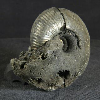 4.  6cm/1.  8in pyrite Ammonite Funiferites patruus Jurassic Callovian fossil Russia 2