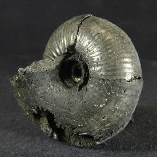 4.  6cm/1.  8in pyrite Ammonite Funiferites patruus Jurassic Callovian fossil Russia 3
