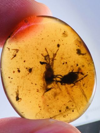 2 Big Ixodoidea Tick Burmite Myanmar Burmese Amber Insect Fossil Dinosaur Age