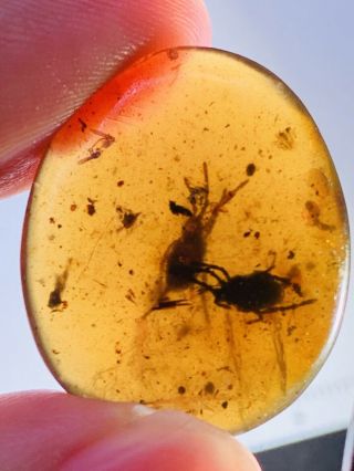 2 big Ixodoidea tick Burmite Myanmar Burmese Amber insect fossil dinosaur age 2