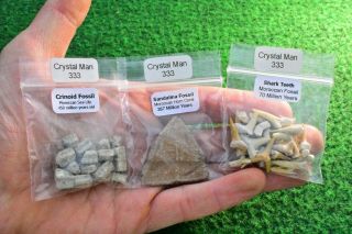 3 Fossil Bags 1 Crinoid,  1 Shark Teeth Tooth,  Calceola Sandalina Gift Uk Buy✔